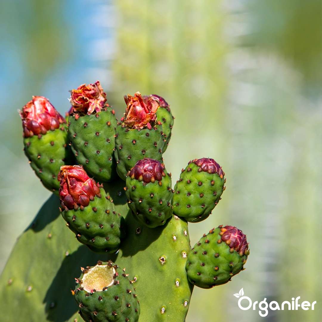 liquid fertiliser Cactus