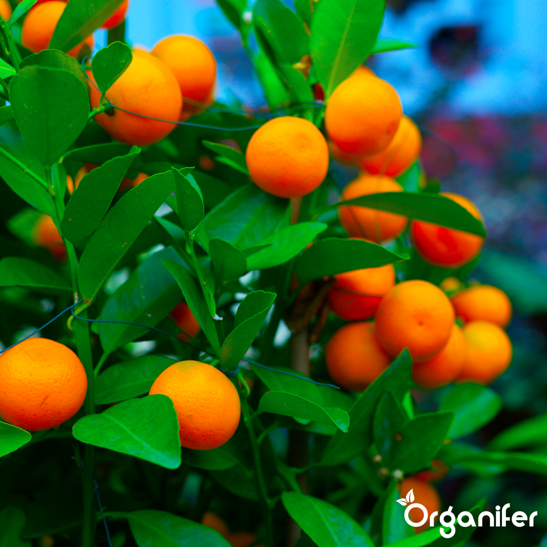 Calamondin