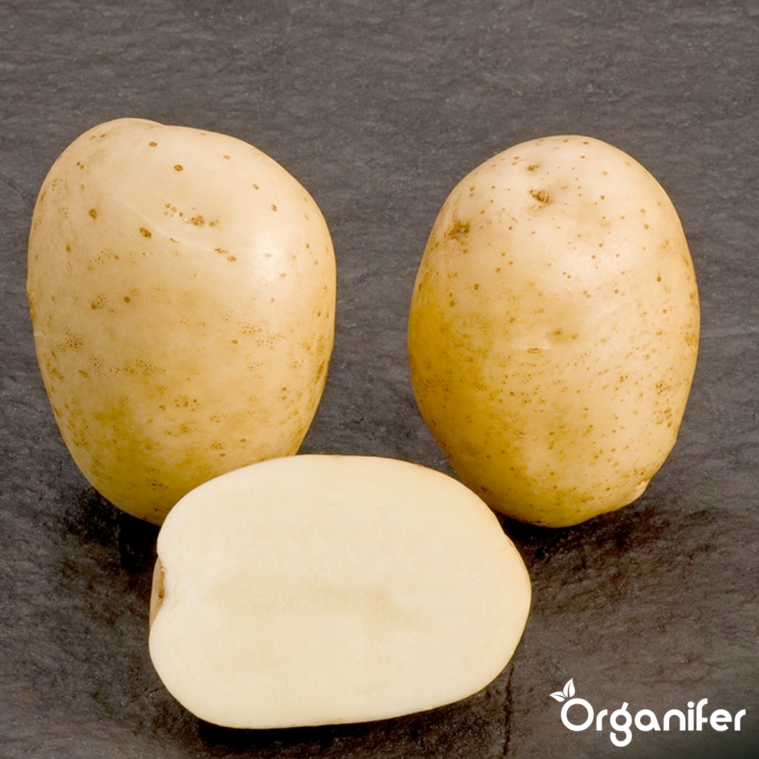 Seed Potatoes Première