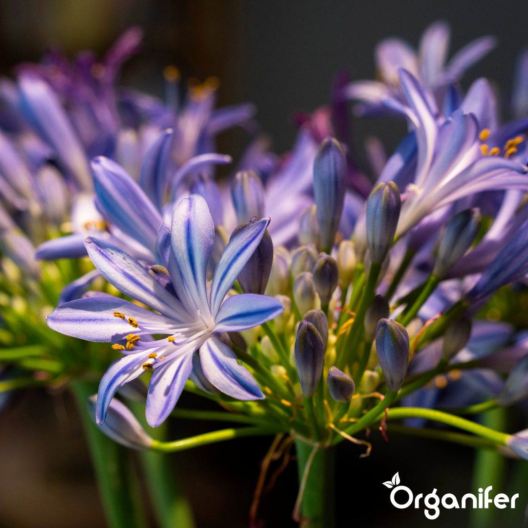 Agapanthus