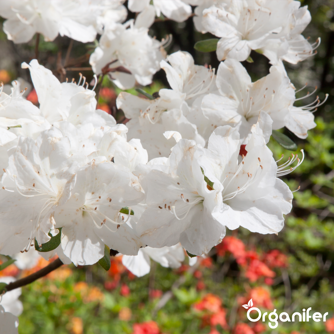 liquid fertiliser Azalea