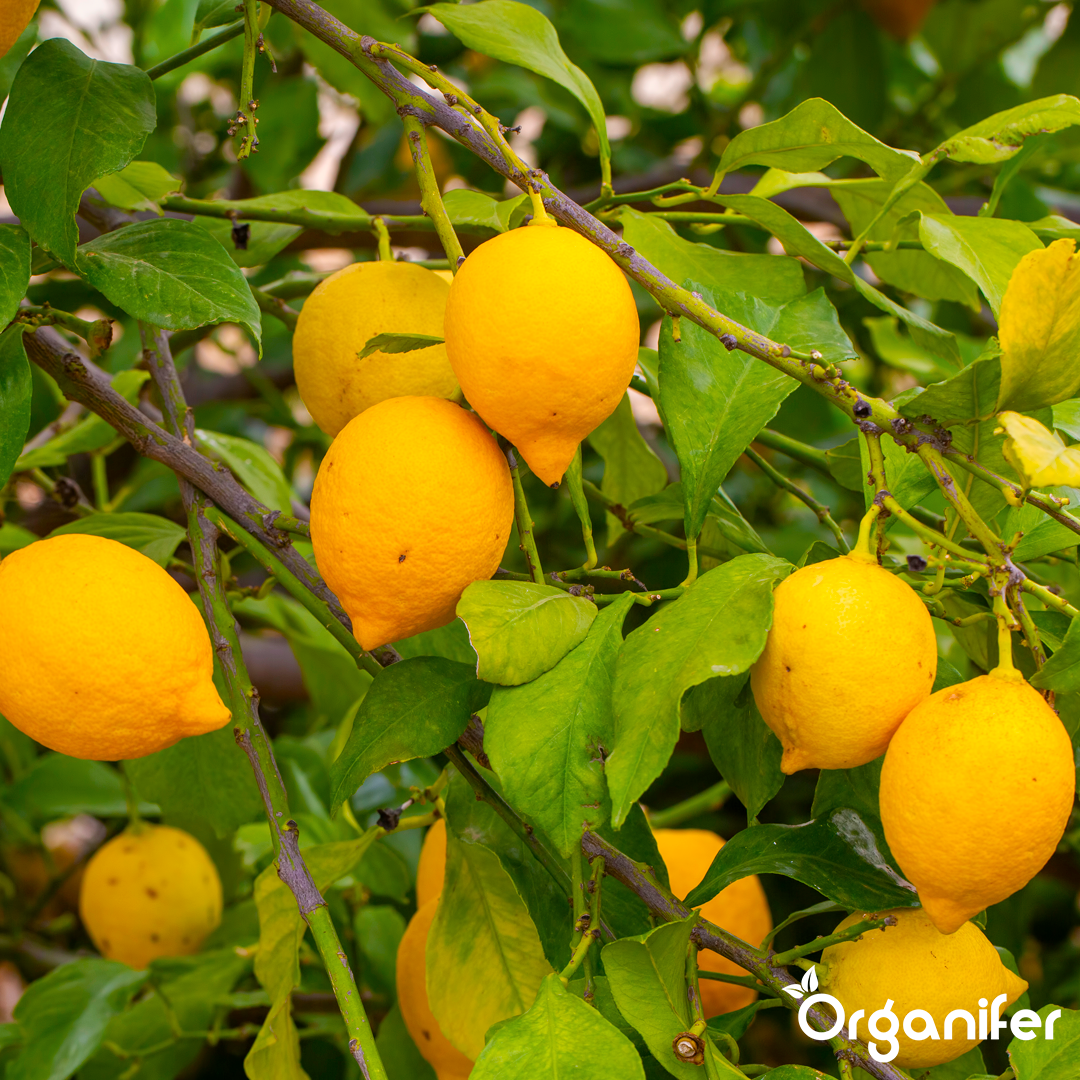 liquid fertiliser citrus