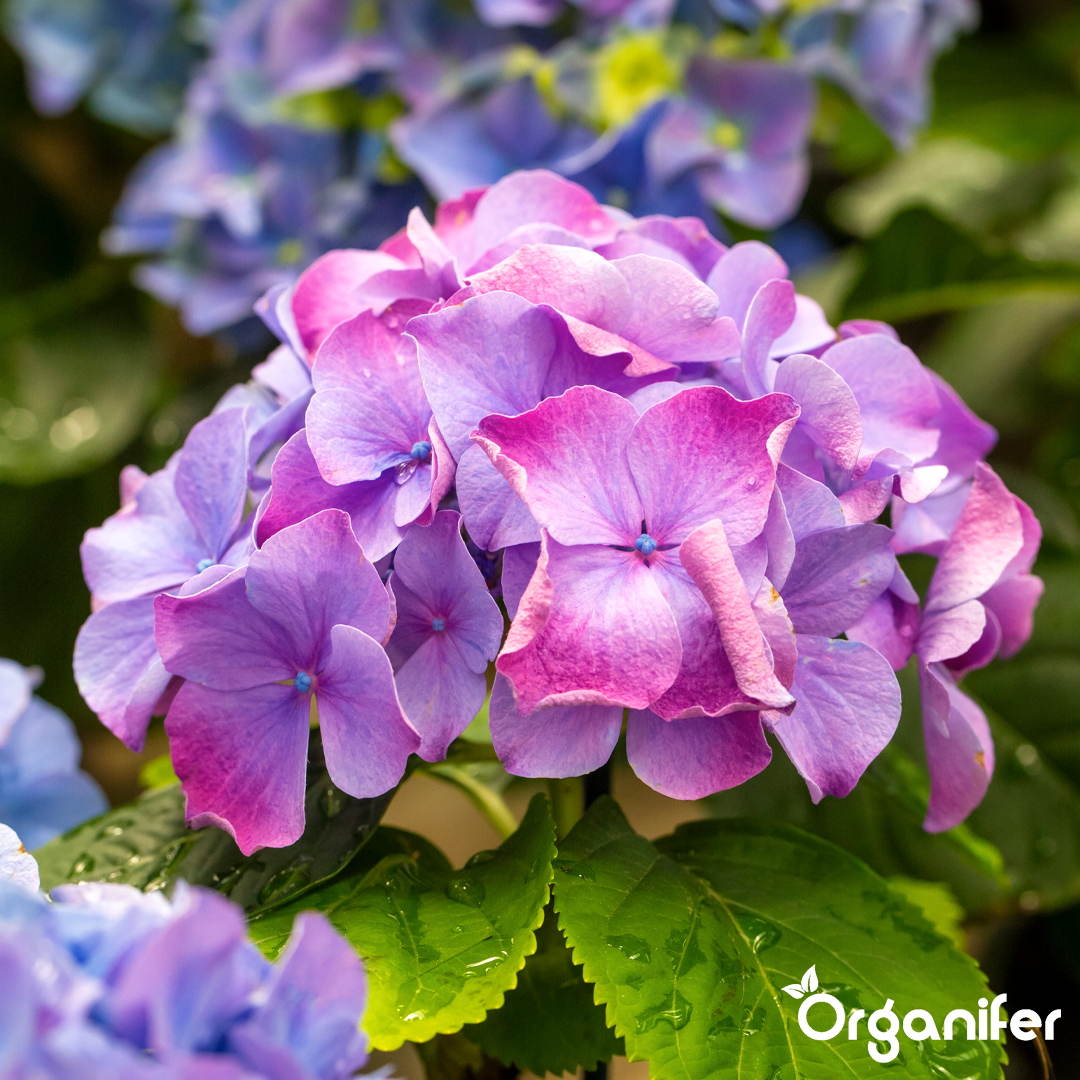 2 Hydrangea
