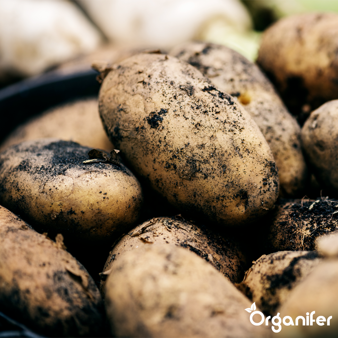 Organic Seed Potatoes Nola