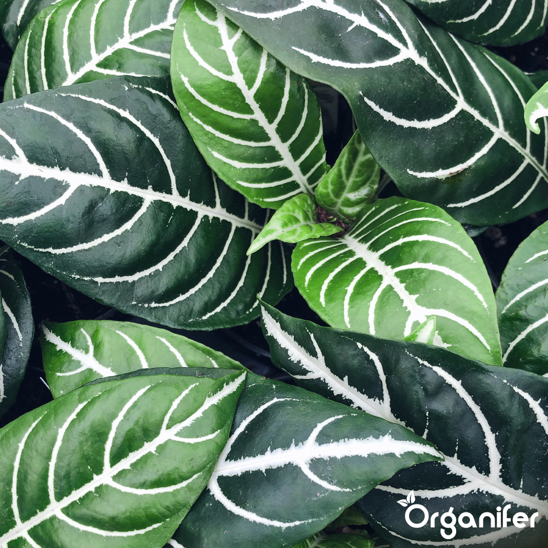 liquid fertiliser Calathea