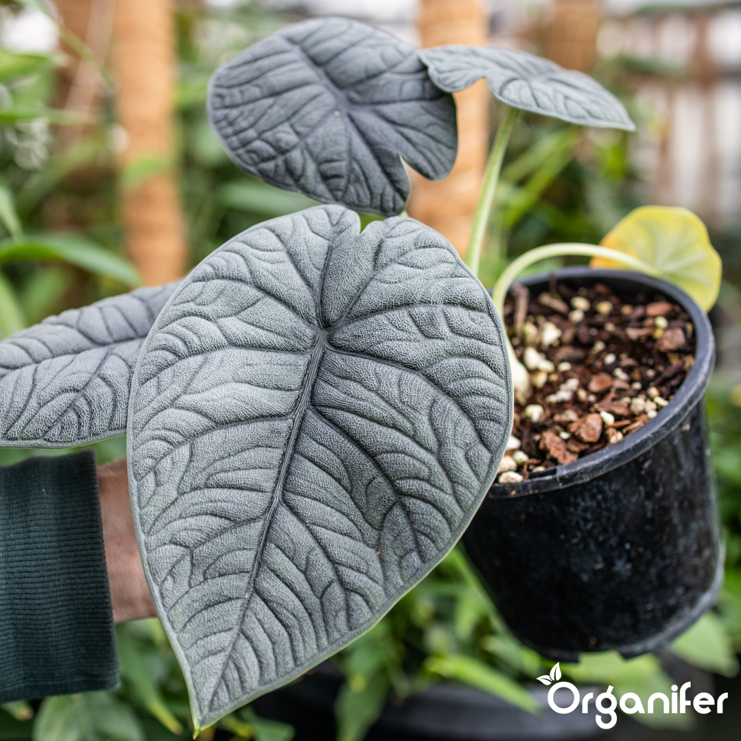 liquid fertiliser Alocasia