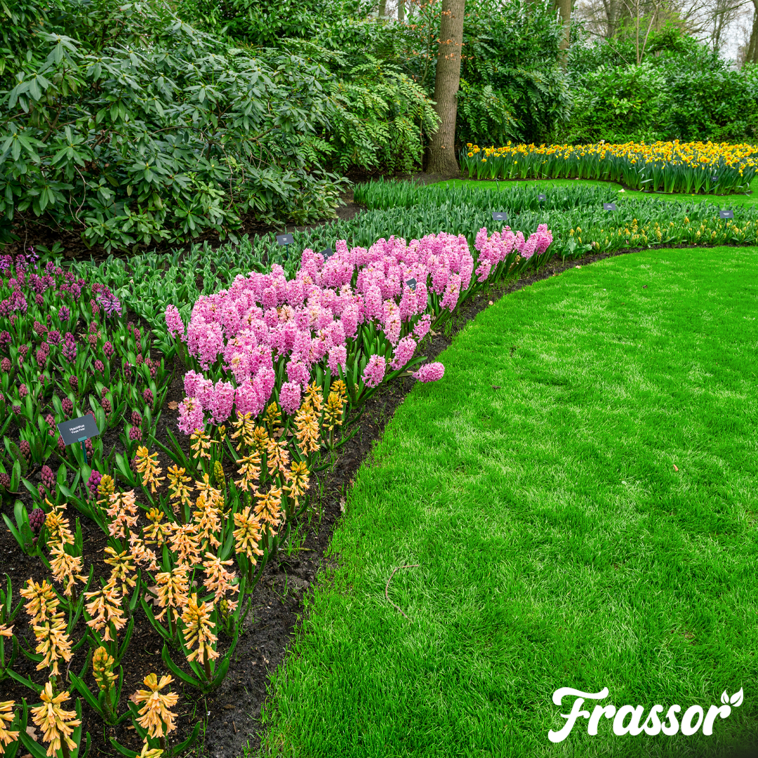 Frassor Border All-in-One