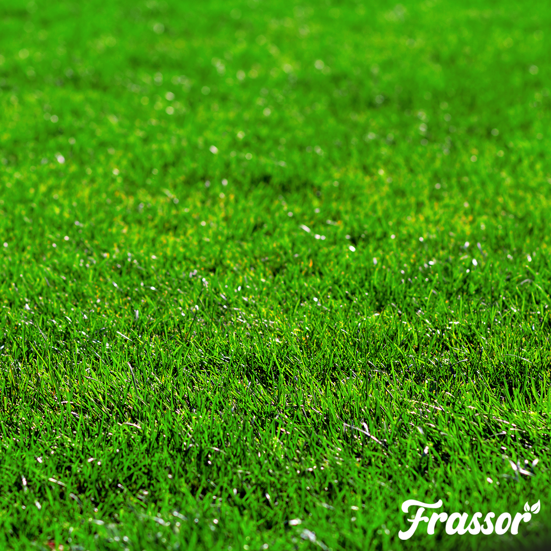frassor grass vital