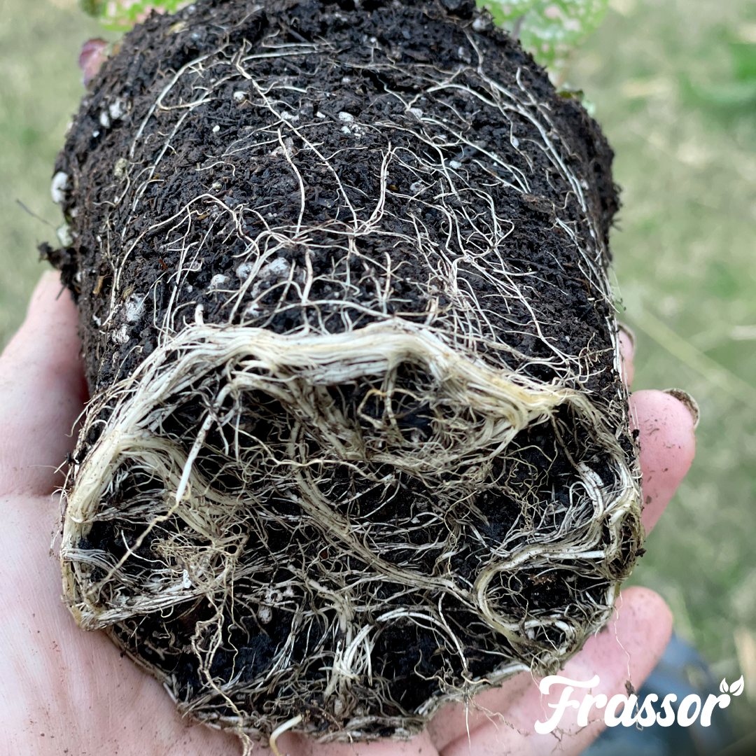 2 frassor root balance english