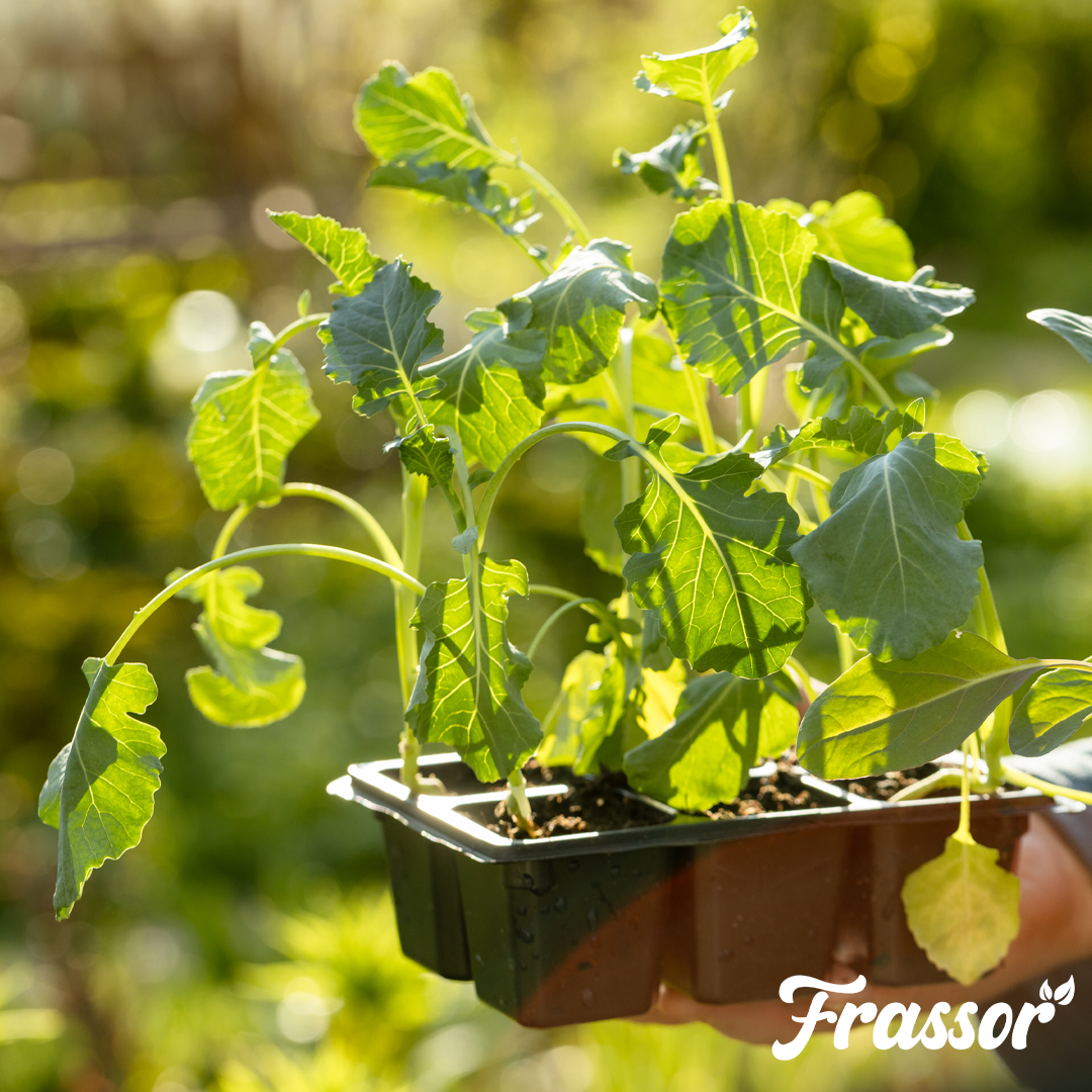 2 1 frassor plant resilience english