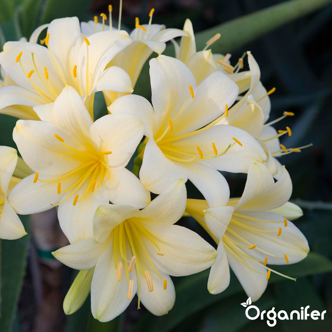 liquid fertiliser Clivia