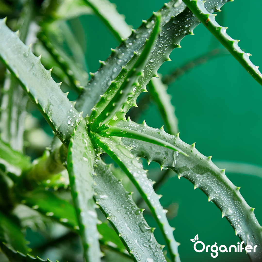 liquid fertiliser Aloe Vera