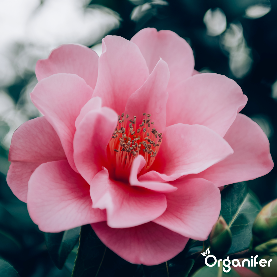 liquid fertiliser Camellia