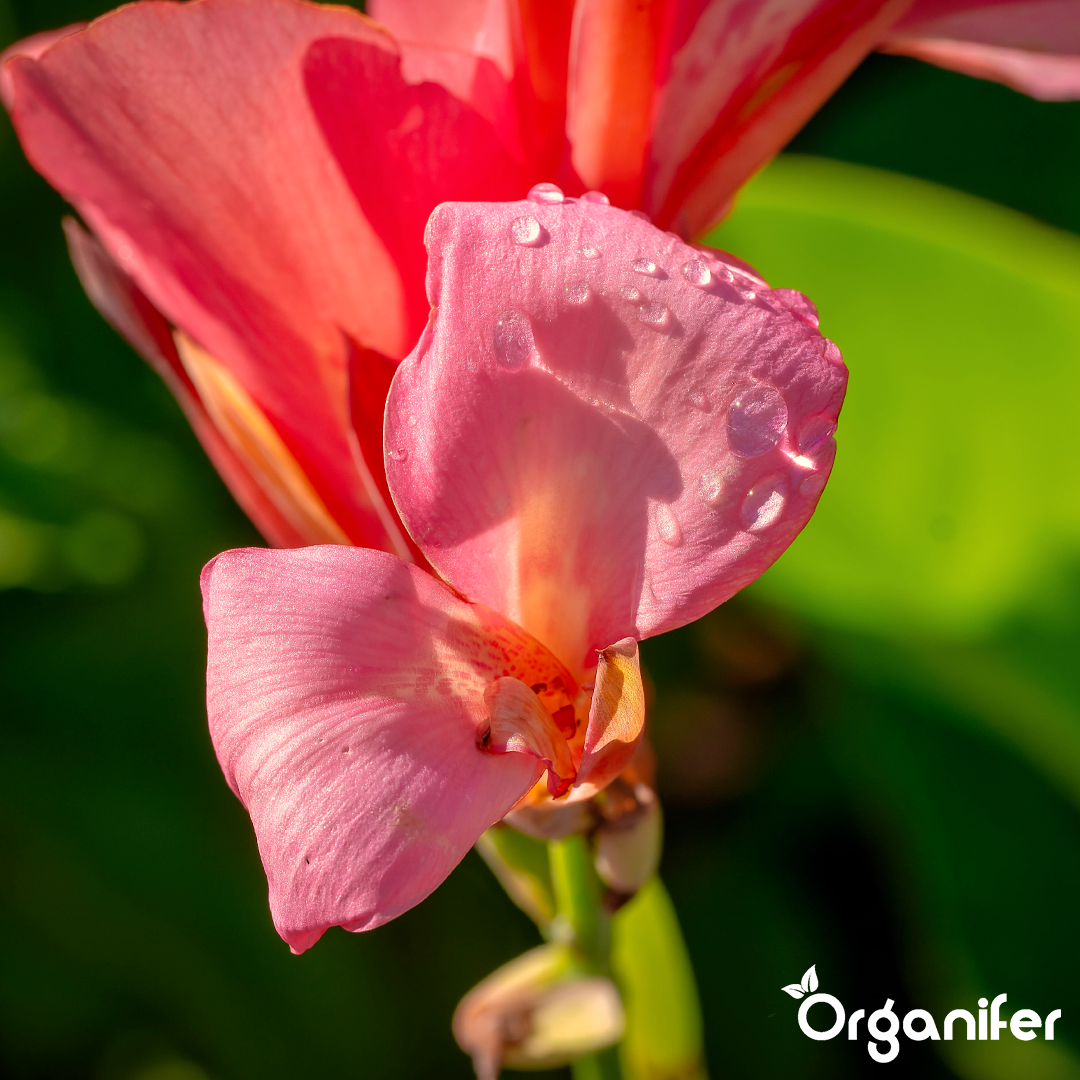 liquid fertiliser Canna