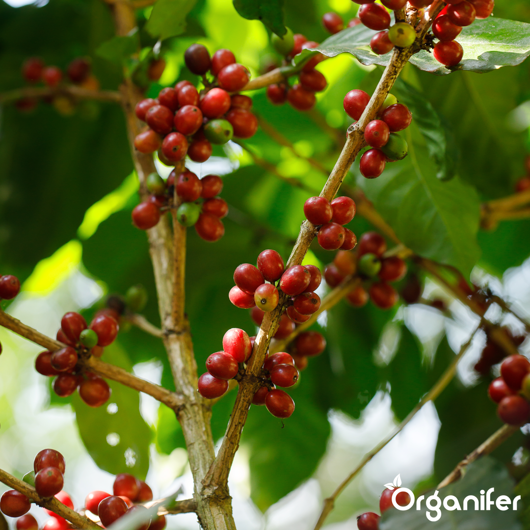 liquid fertiliser Coffee plant