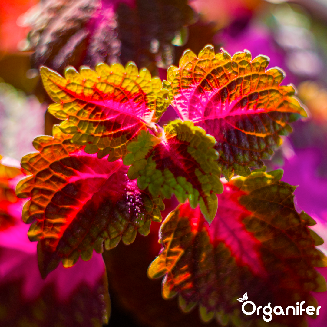2 liquid fertiliser Coleus