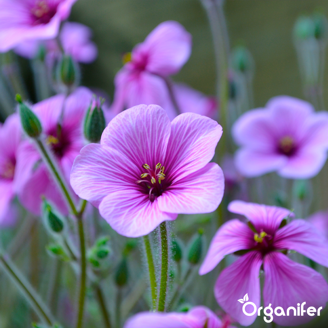 liquid fertiliser Cranesbill