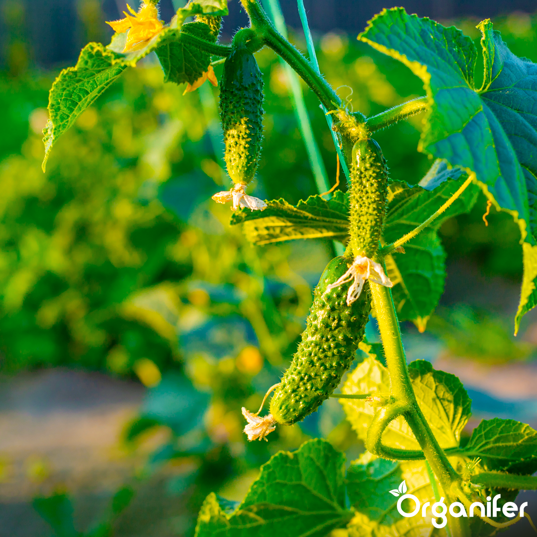 liquid fertiliser cucumber