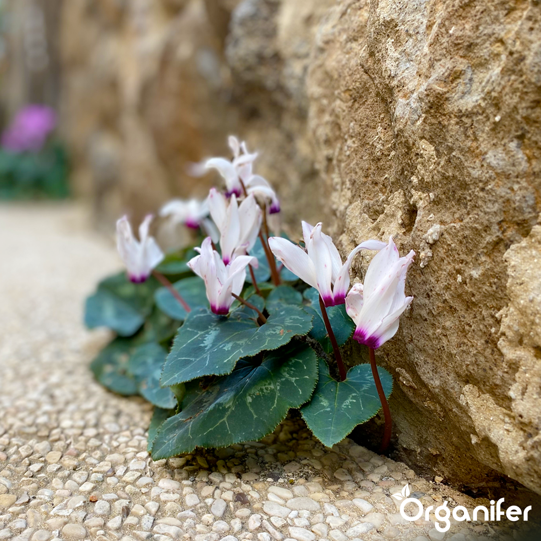 liquid fertiliser Cyclamen
