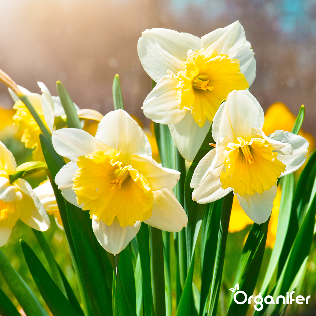 liquid fertiliser Daffodil