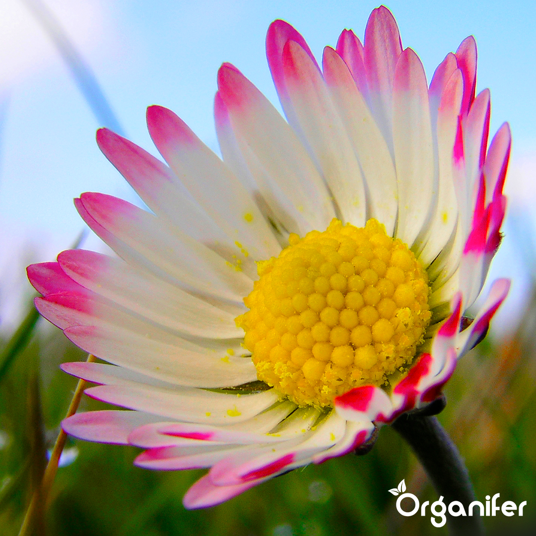 2 liquid fertiliser Daisy