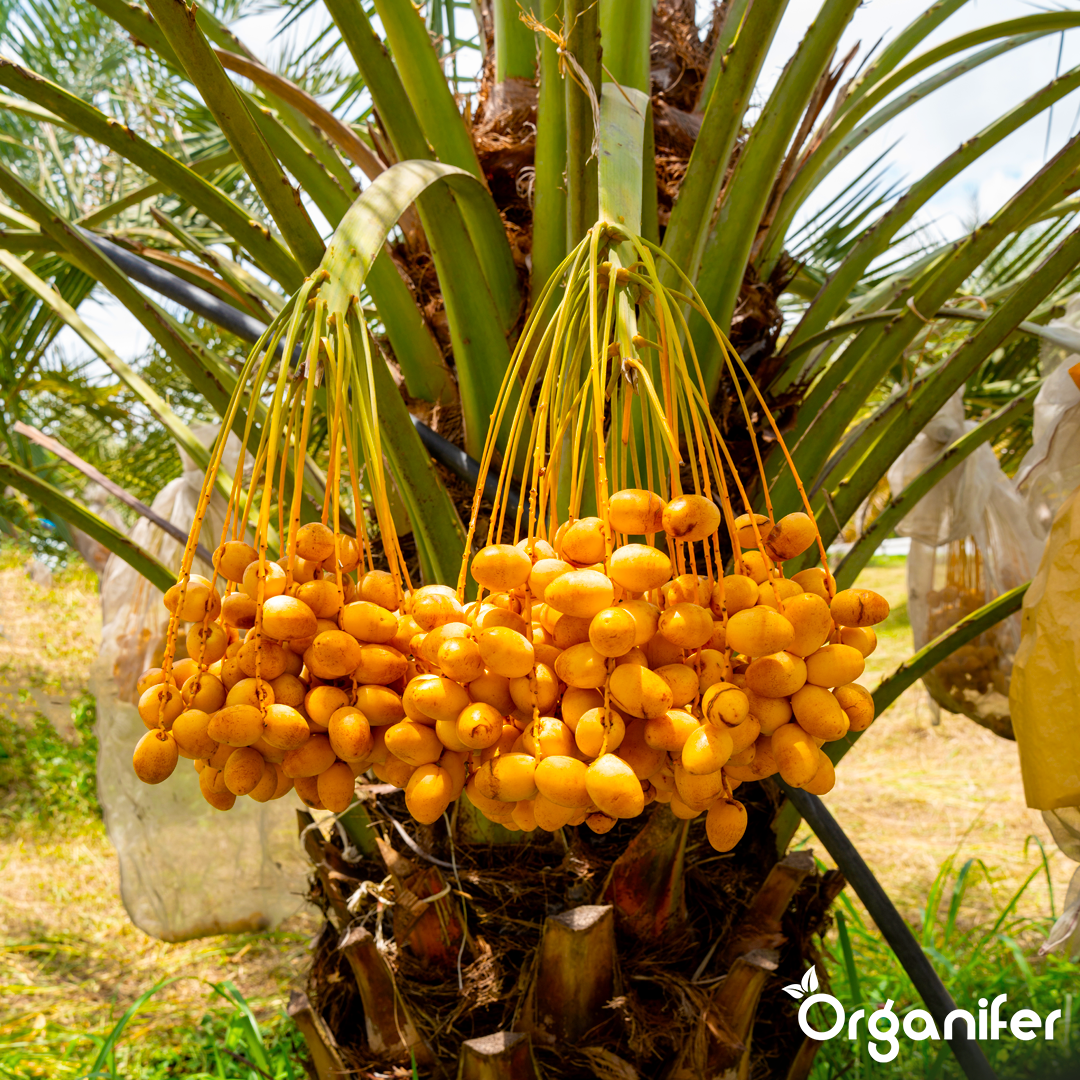 liquid fertiliser Date palm