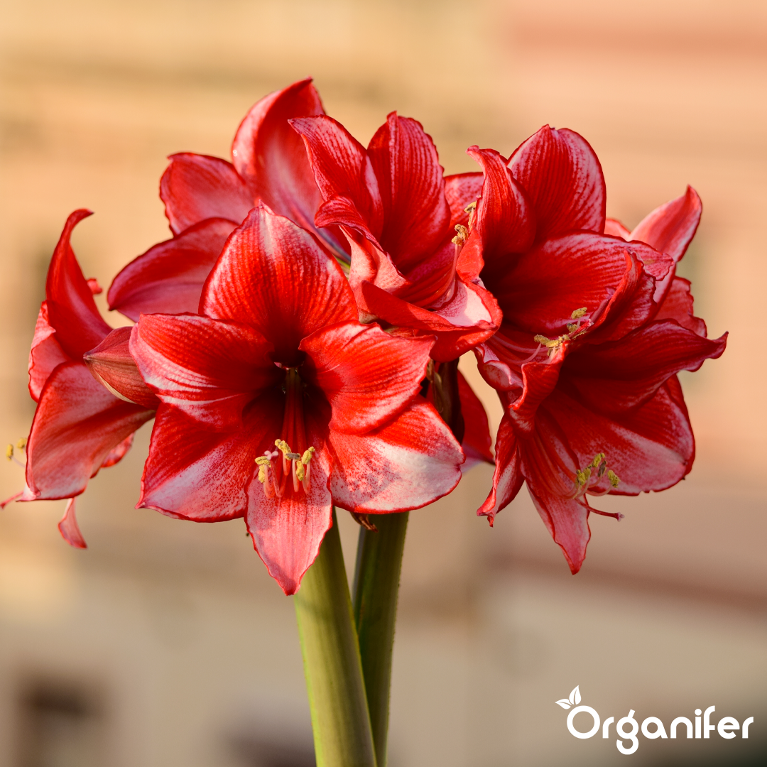 liquid fertiliser Amaryllis