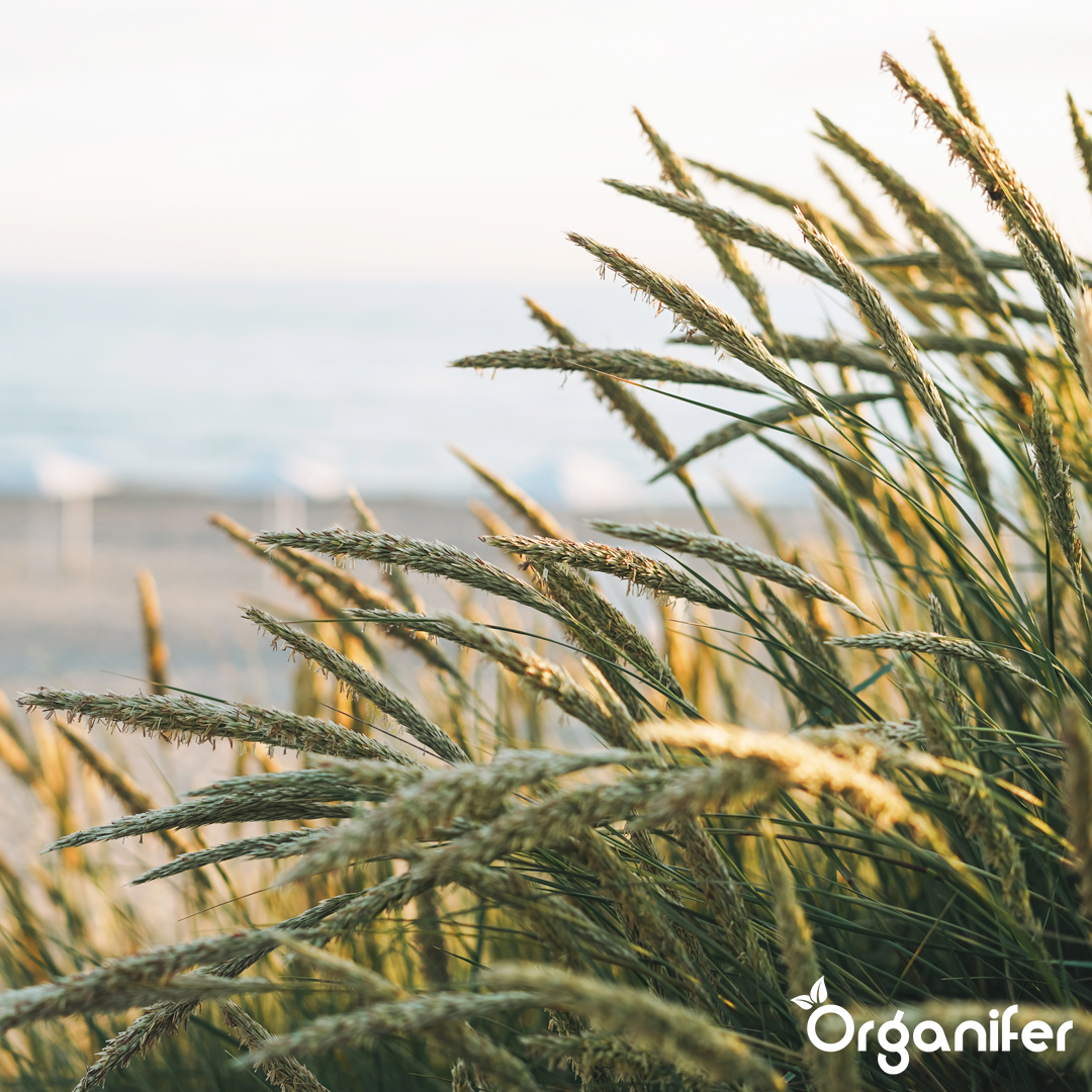 liquid fertiliser Beach grass