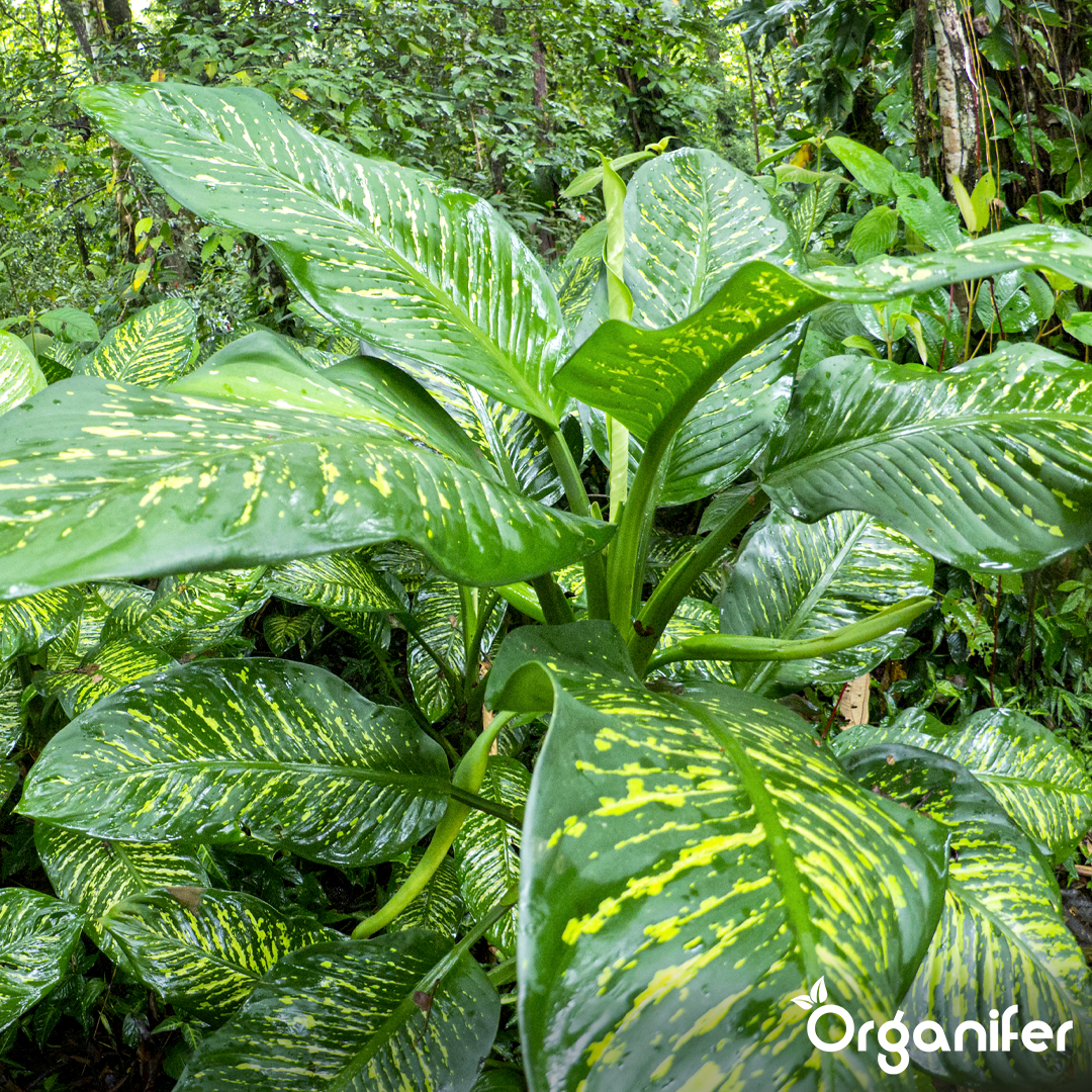 liquid fertiliser Dieffenbachia