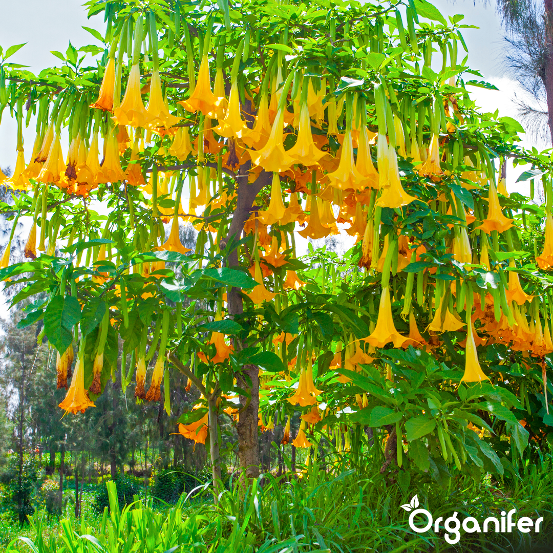 liquid fertiliser Angel trumpet