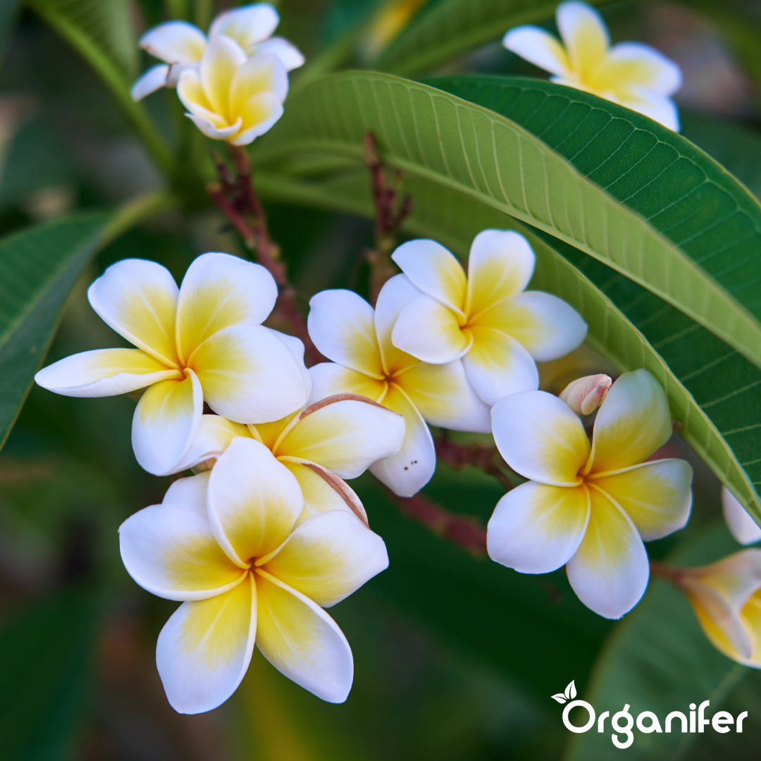 frangipani english