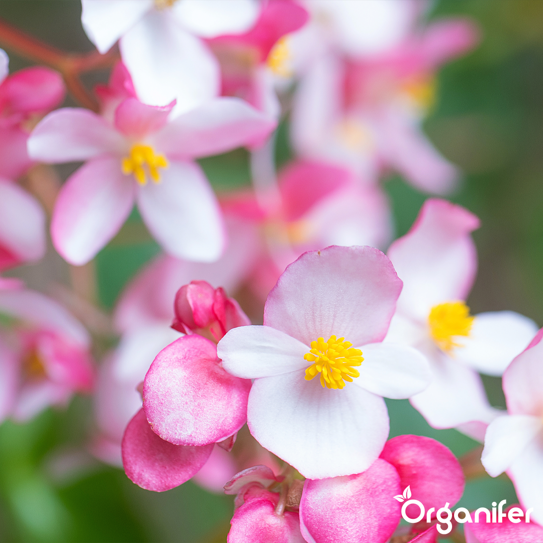 liquid fertiliser Begonia