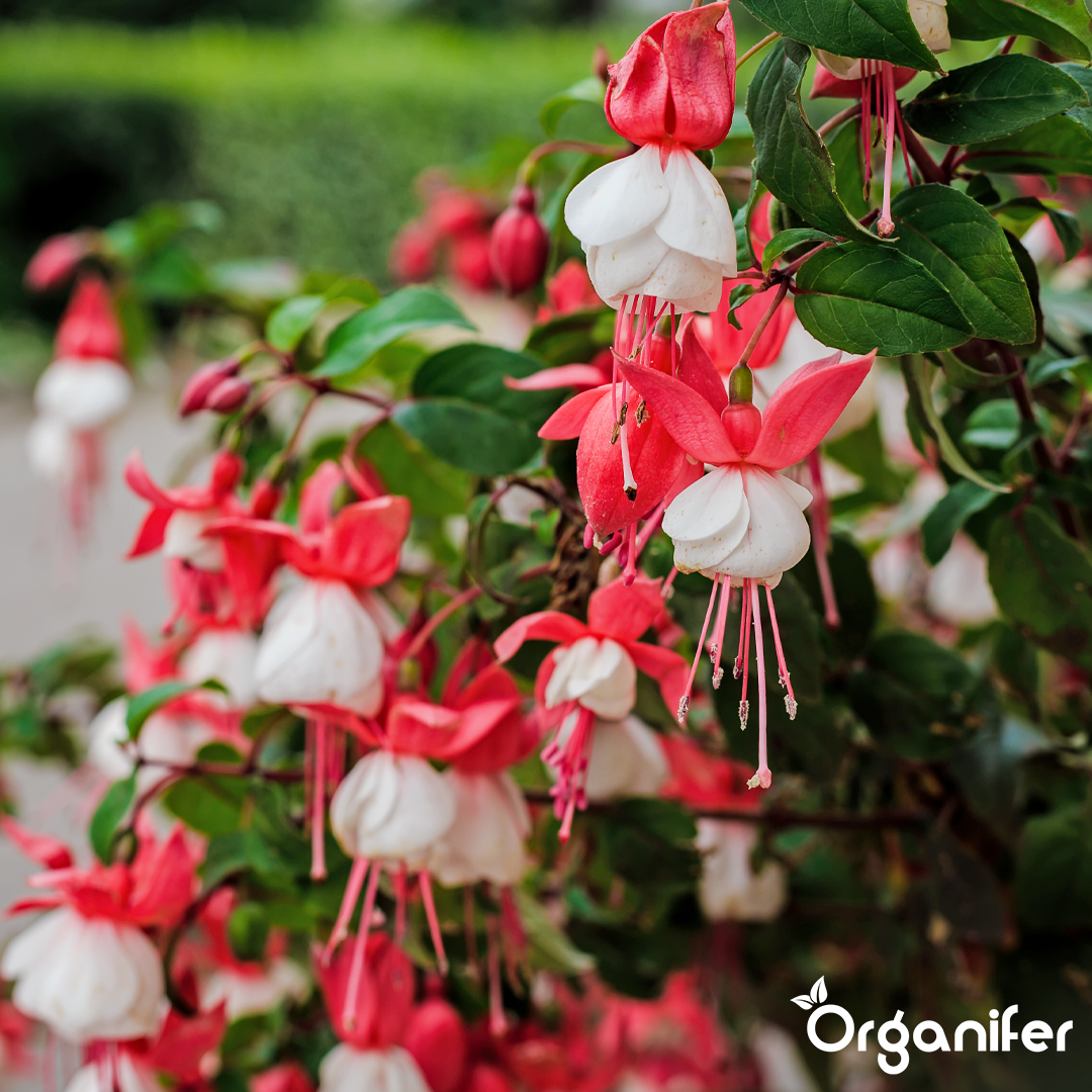 liquid fertiliser Fuchsia