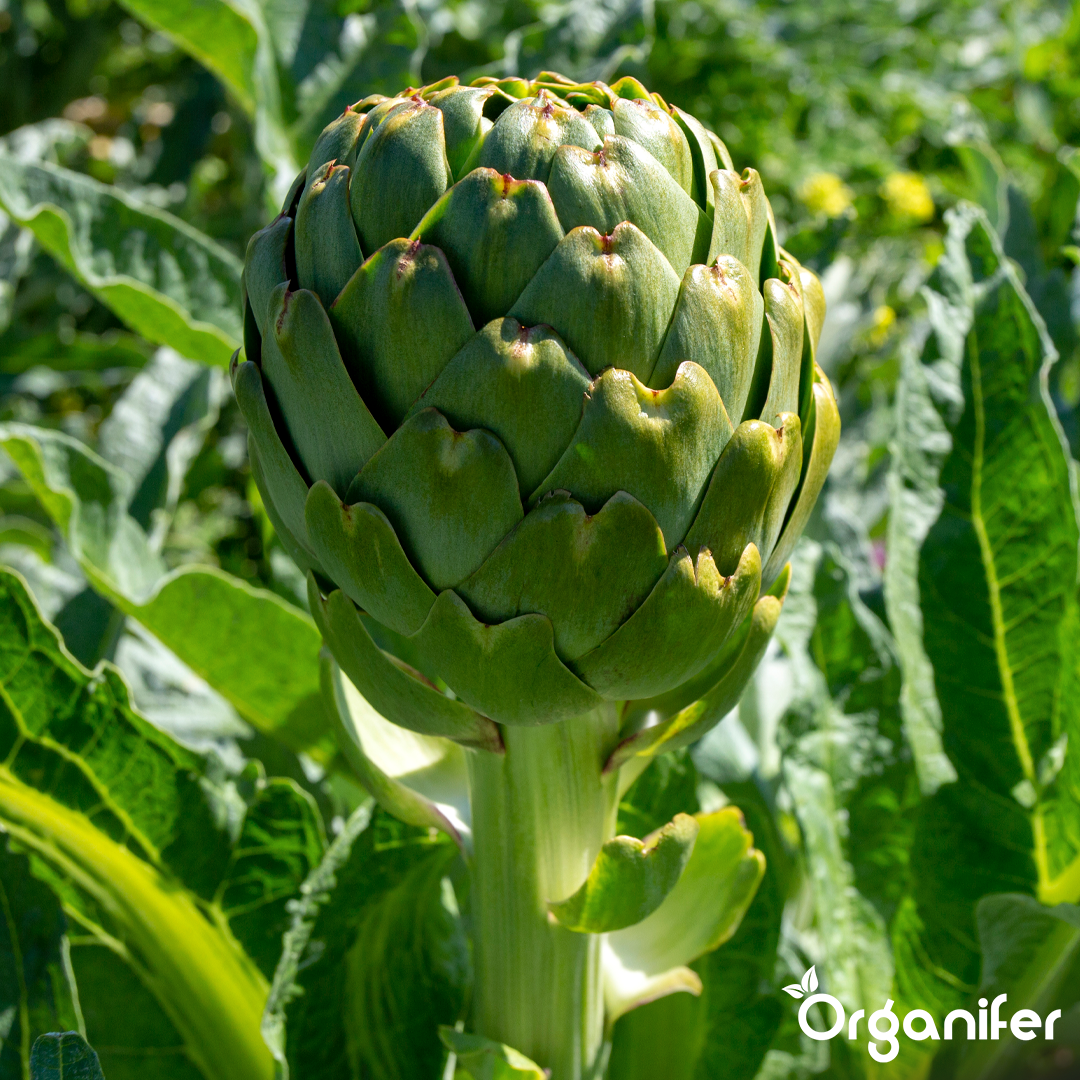 liquid fertiliser artichoke