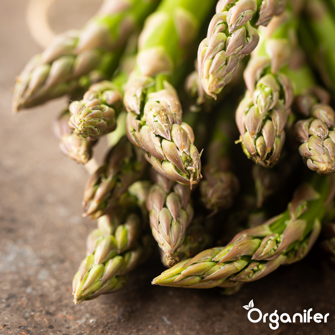 liquid fertiliser asparagus