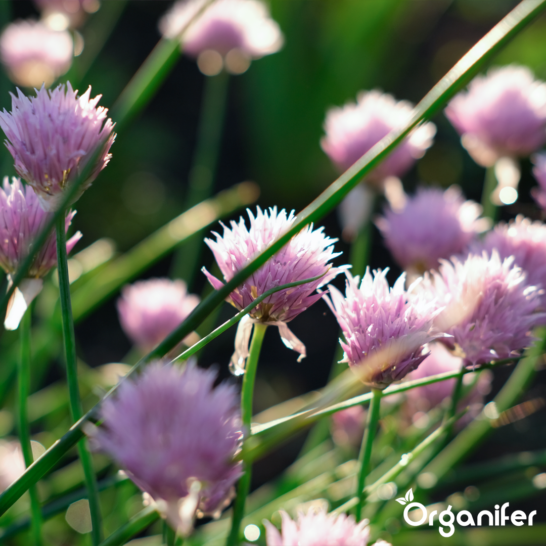 liquid fertiliser chive
