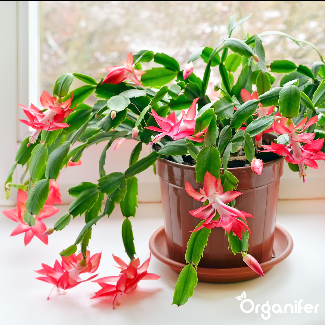 Christmas Cactus