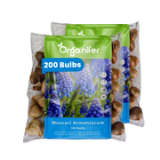 200 Muscari Armeniacum Bulbs