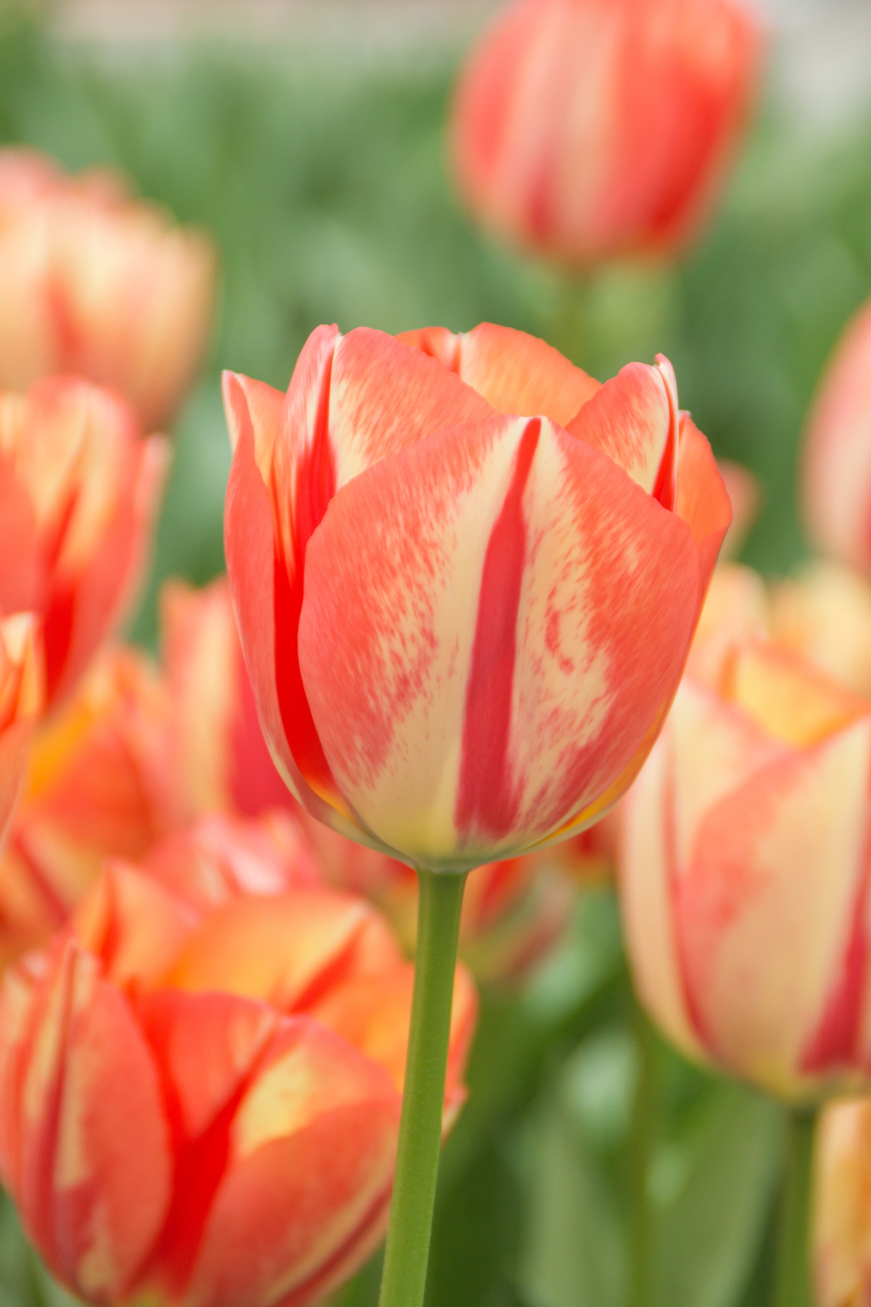 Sterke groei met extra grote bloembollen