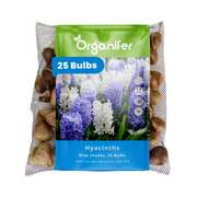 25 Hyacinth Bulbs – Blue Shades