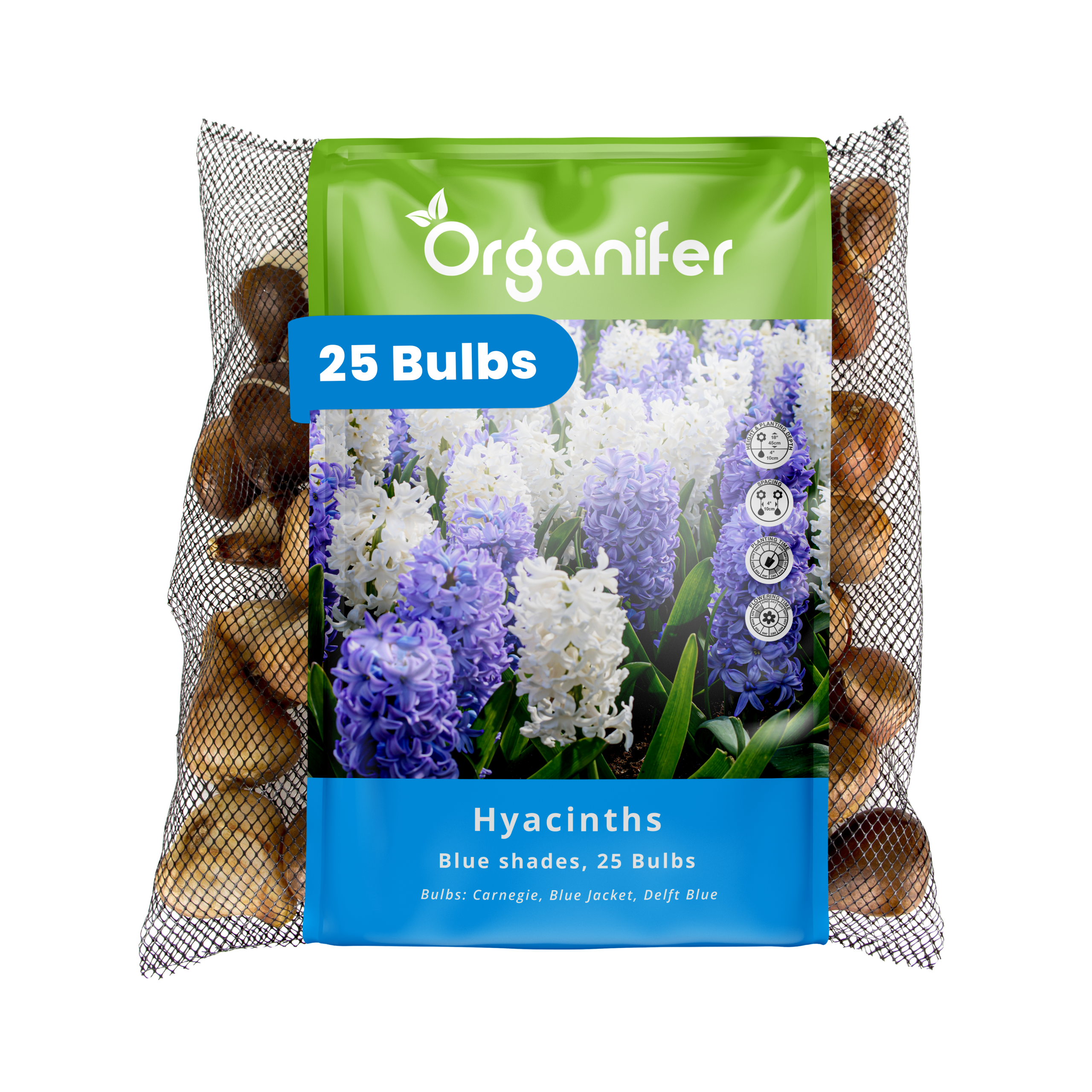 25 Hyacinth Bulbs – Blue Shades