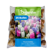 25 Hyacinth Bulbs