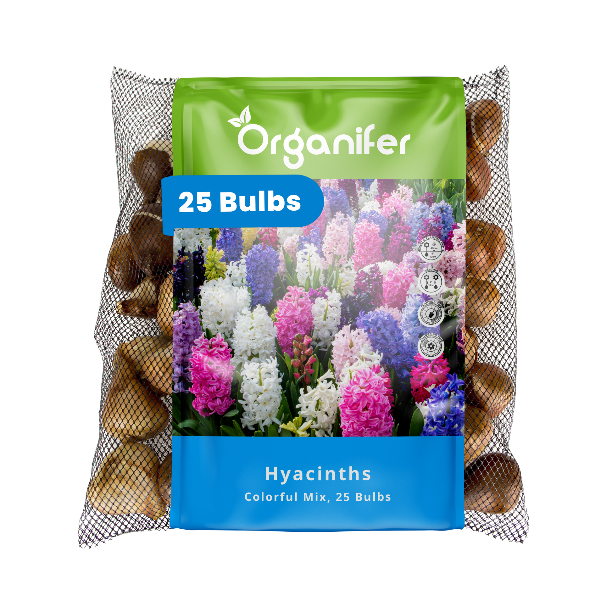 25 Hyacinth Bulbs