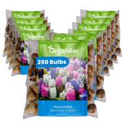 250 Hyacinth Bulbs – Colourful Mix
