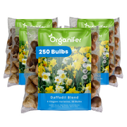 250 Daffodil Bulbs – 6 Elegant Varieties