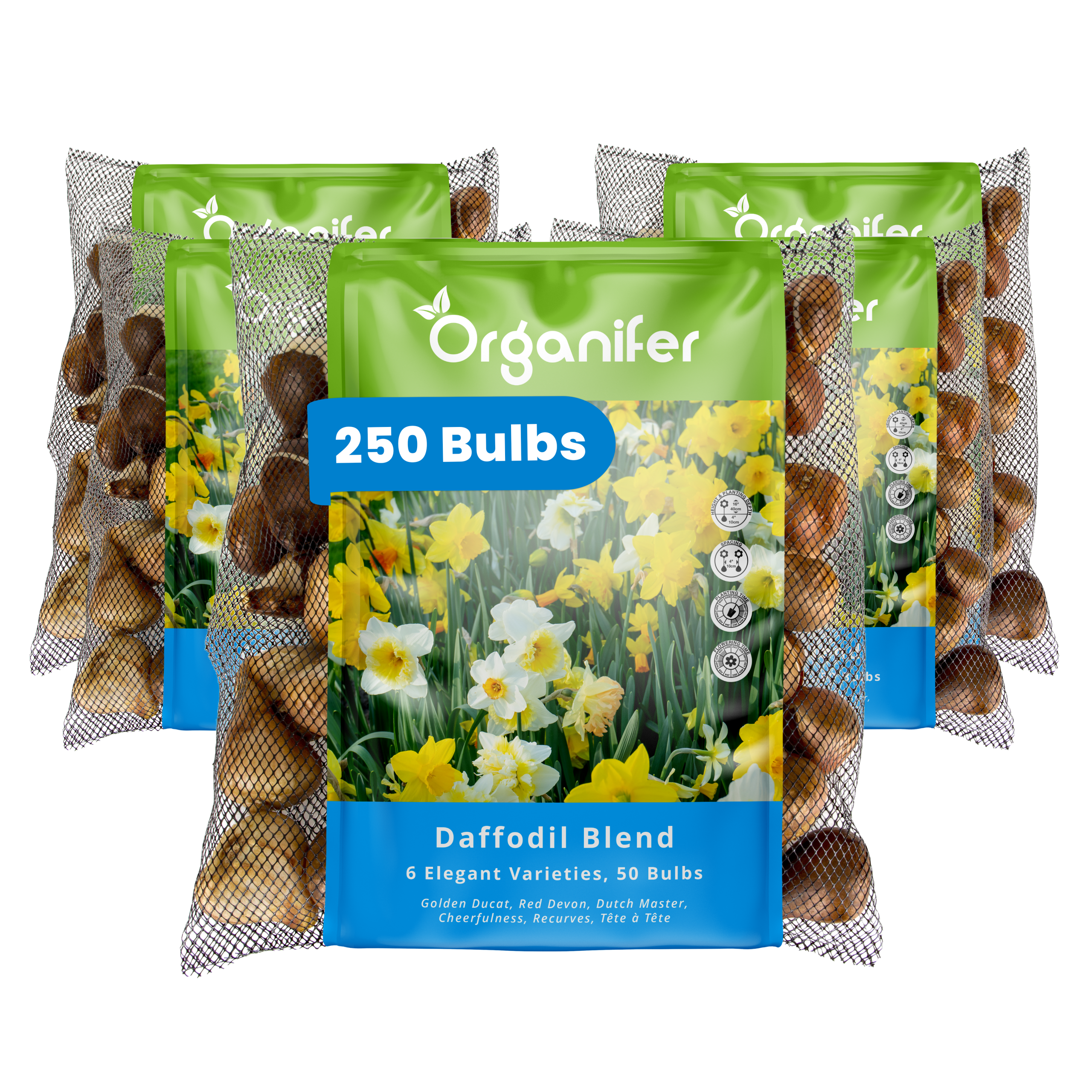250 Daffodil Bulbs – 6 Elegant Varieties