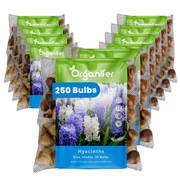 250 Hyacinth Bulbs – Blue Shades