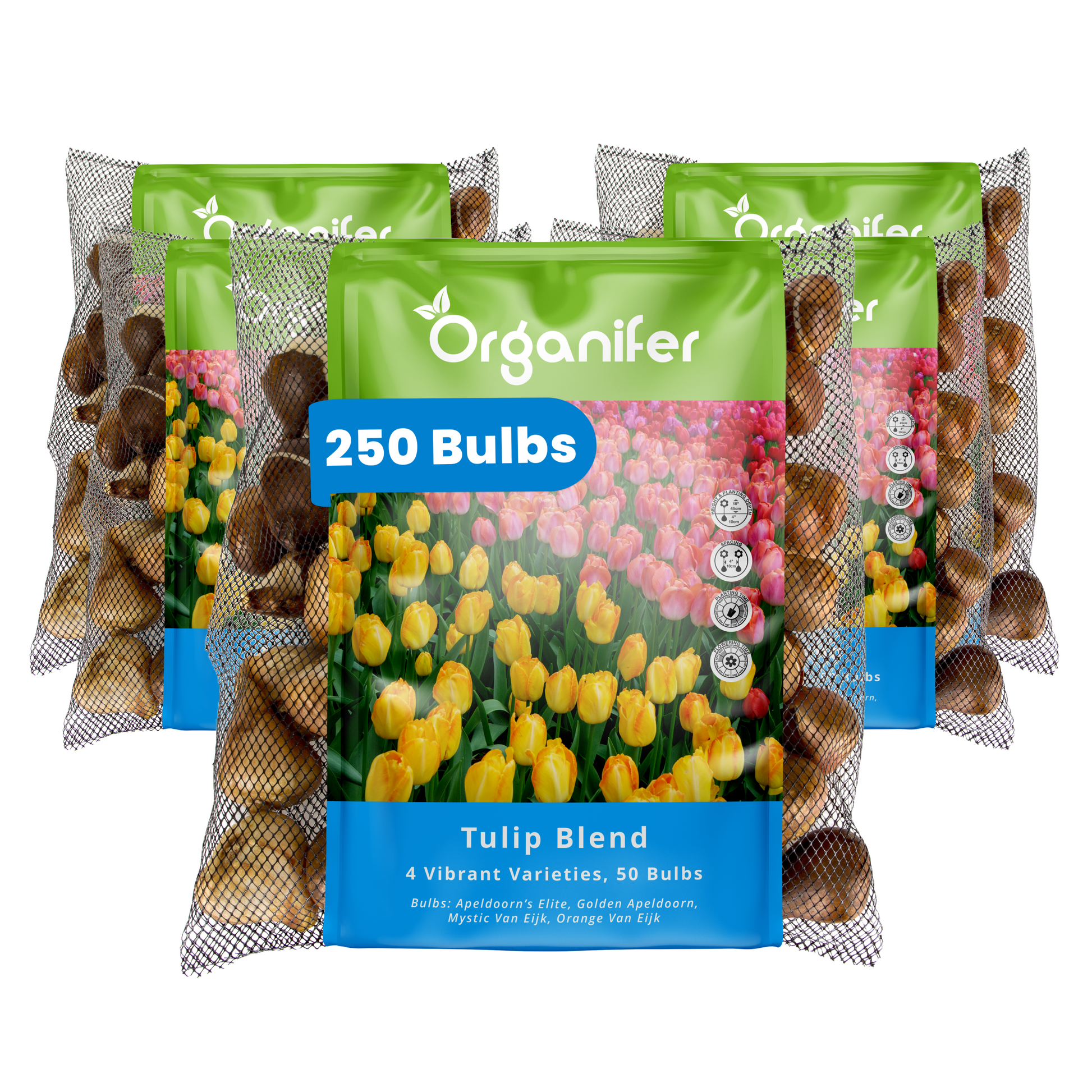 250 Tulip Bulbs – 4 Vibrant Varieties