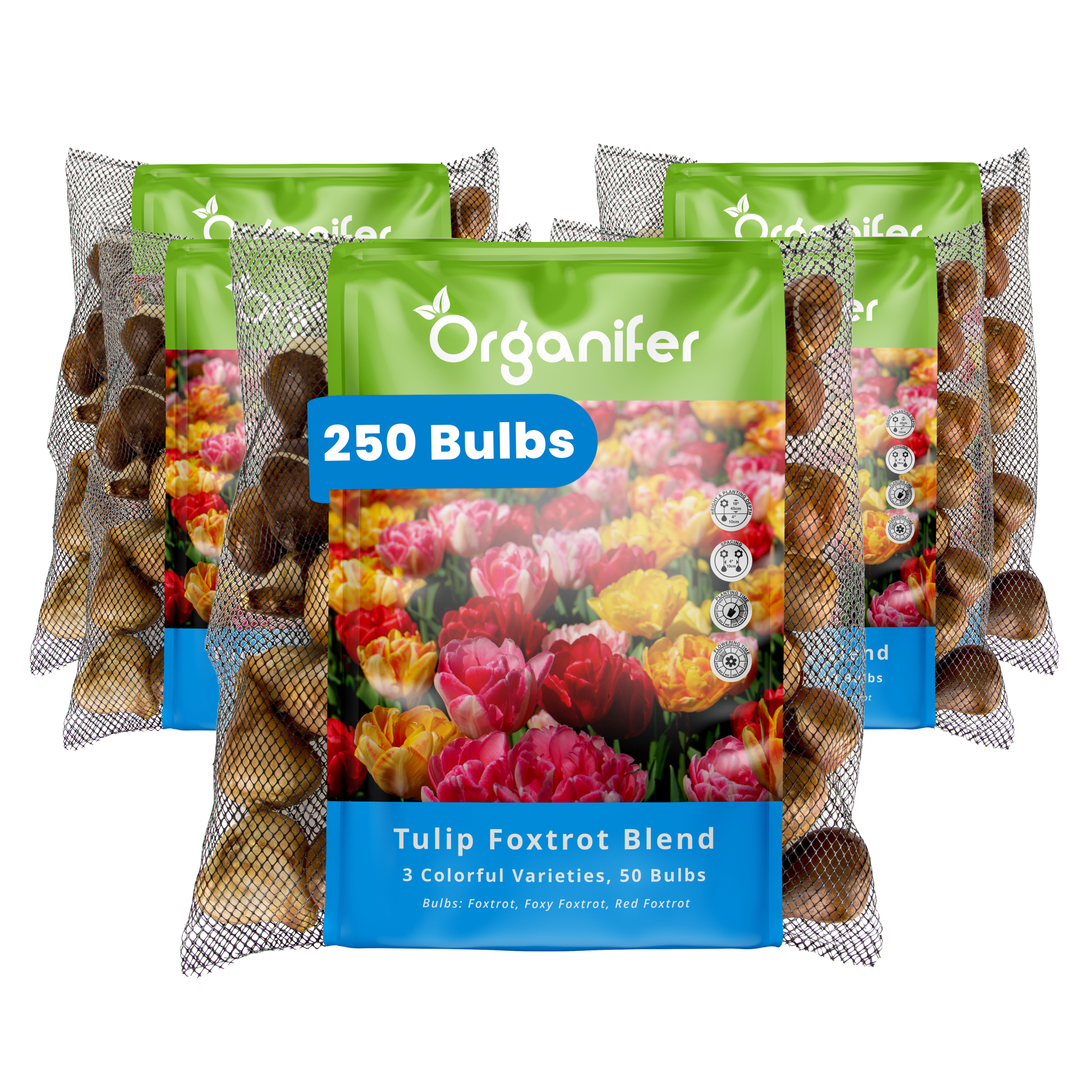 250 Foxtrot Tulip Bulbs