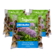 250 Allium Purple Sensation Bulbs